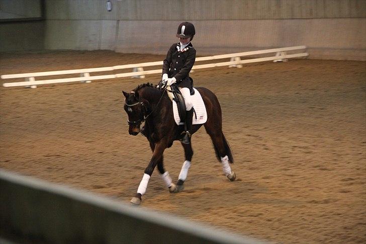 DSP Nørlunds Magic Boy billede 20