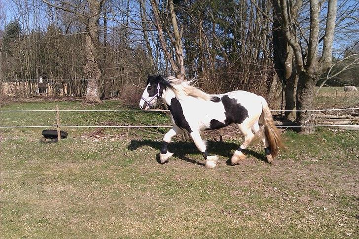 Tinker Ulvebakgaard's Iris  billede 12