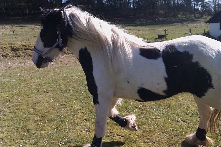 Tinker Ulvebakgaard's Iris  billede 3