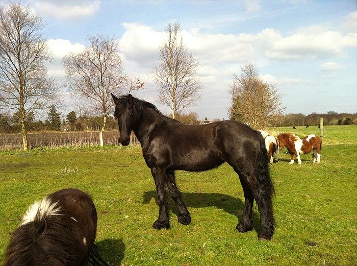 Frieser Chelly<3 billede 9