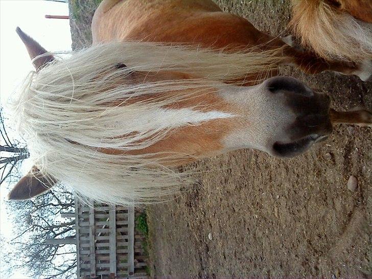 Haflinger Ginger. min gamle låne pony billede 9