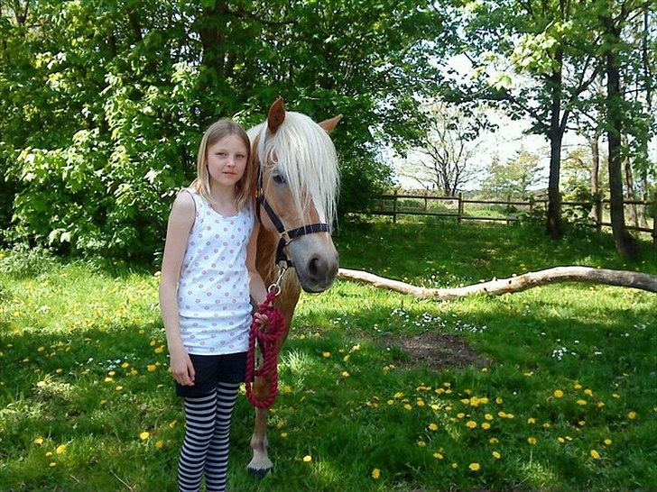 Haflinger Ginger. min gamle låne pony billede 10