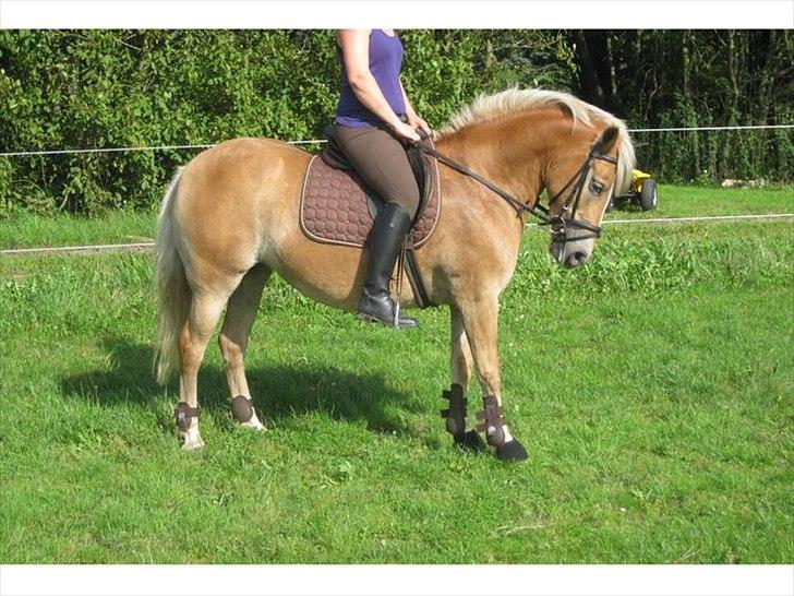 Haflinger Ginger. min gamle låne pony billede 11