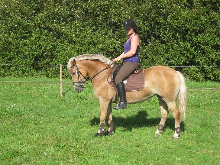 Haflinger Ginger. min gamle låne pony billede 12