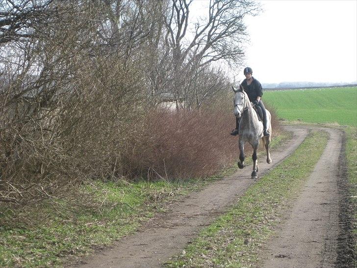 Polsk Varmblod Irys - en skøn galop tur. billede 10