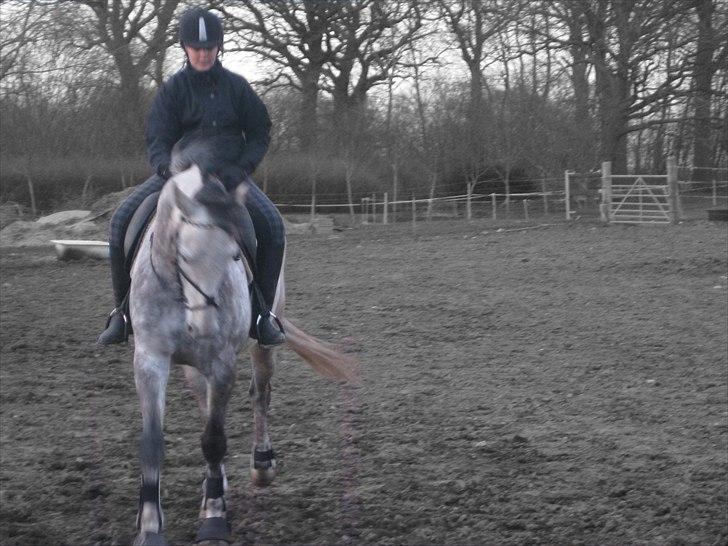 Polsk Varmblod Irys billede 11