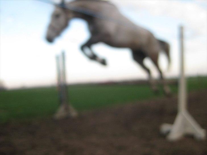 Polsk Varmblod Irys - 60cm billede 12