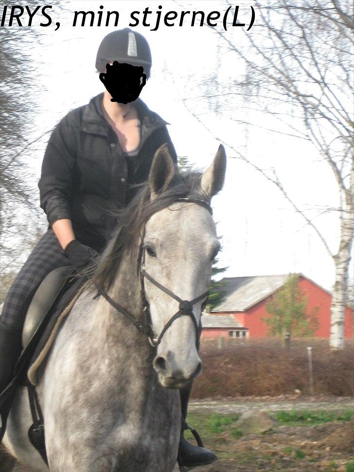 Polsk Varmblod Irys billede 13