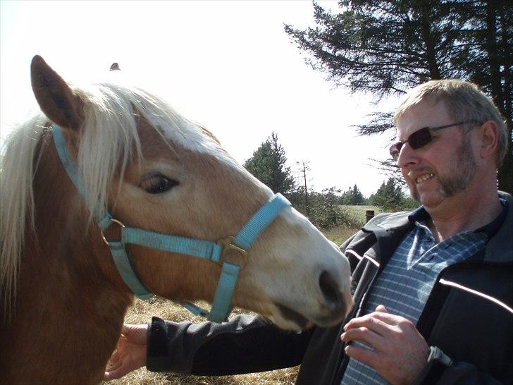 Haflinger Carl billede 8