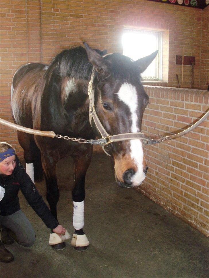 Dansk Varmblod Louciano  - Fik lige et billede af ham, da jeg var over, at prøve ham for anden gang - Glamsbjerg Rideklub. Foto: mig selv. billede 3