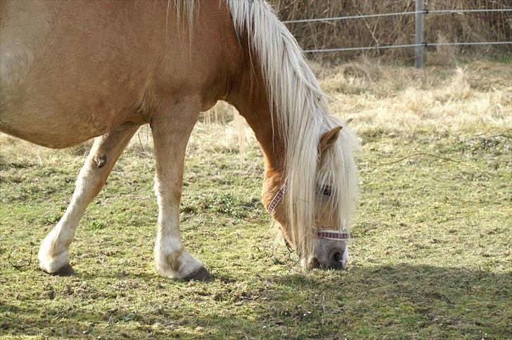 Tyroler Haflinger Paxandra Søgaard-Med føl - 15] 10-04-2011 billede 15