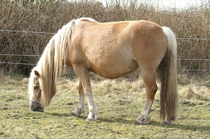 Tyroler Haflinger Paxandra Søgaard-Med føl - 16] 10-04-2011 billede 16