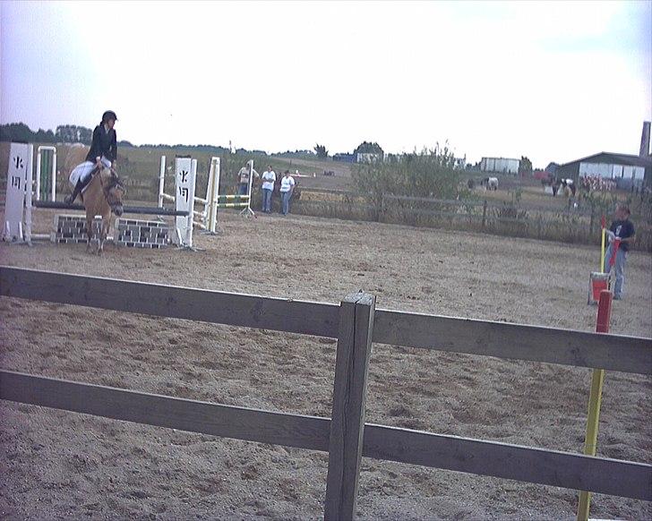 Fjordhest Cirkeline Møldrup - Cirke og jeg i ilden  billede 9