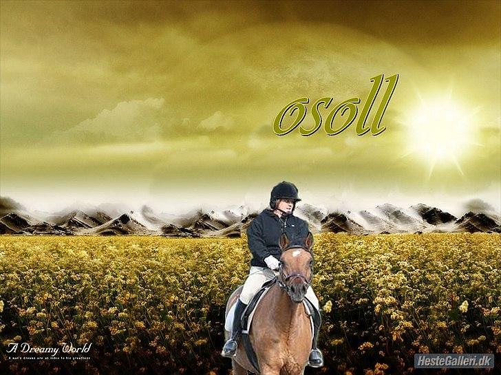 Anden særlig race osoll R-I-P :-( - min dejlige gamle dreng billede 10
