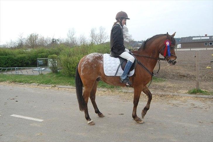 Appaloosa Rebel Bounty billede 9