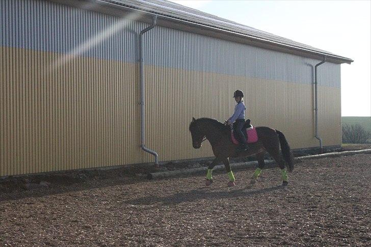 Anden særlig race Sheik <3  - Undervisning af min dejlige underviser dagen før mit 3. stævne  billede 8