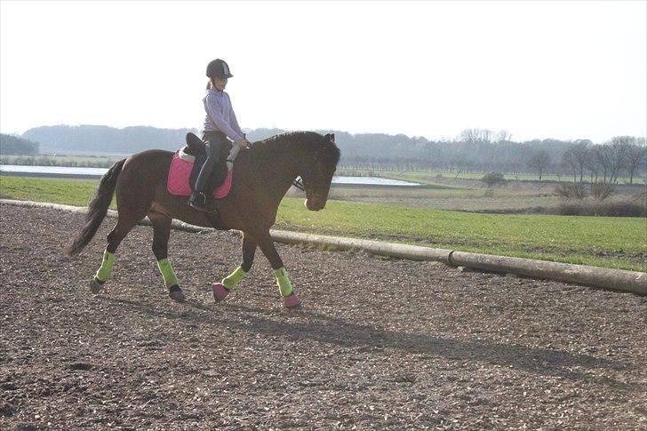 Anden særlig race Sheik <3  - Undervisning af min dejlige underviser dagen før mit 3. stævne  billede 9