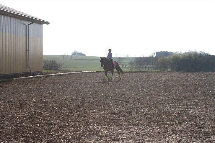 Anden særlig race Sheik <3  - Undervisning af min dejlige underviser dagen før mit 3. stævne  billede 10