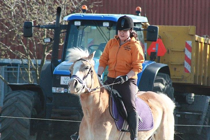 Haflinger Yasmin *min engel* Solgt :(  billede 19