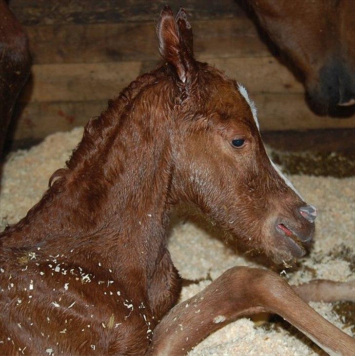 Arabisk fuldblod (OX) Raashan APN - SOLGT - † AFLIVET 2013 † billede 6