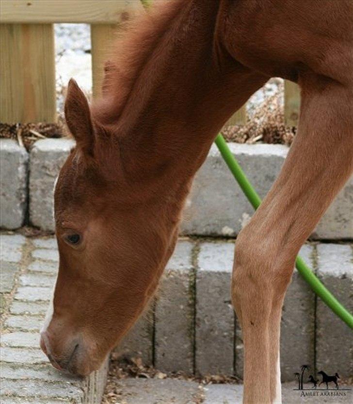 Arabisk fuldblod (OX) Raashan APN - SOLGT - † AFLIVET 2013 † billede 7