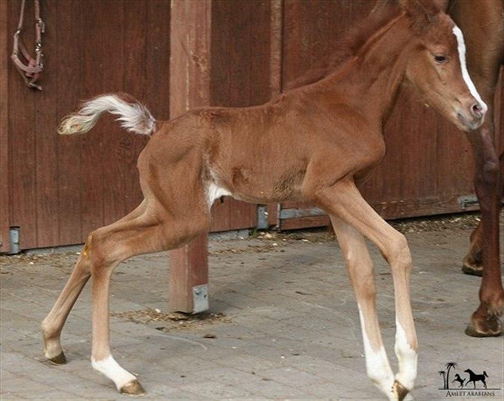 Arabisk fuldblod (OX) Raashan APN - SOLGT - † AFLIVET 2013 † billede 8