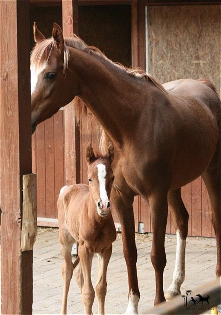 Arabisk fuldblod (OX) Raashan APN - SOLGT - † AFLIVET 2013 † billede 9