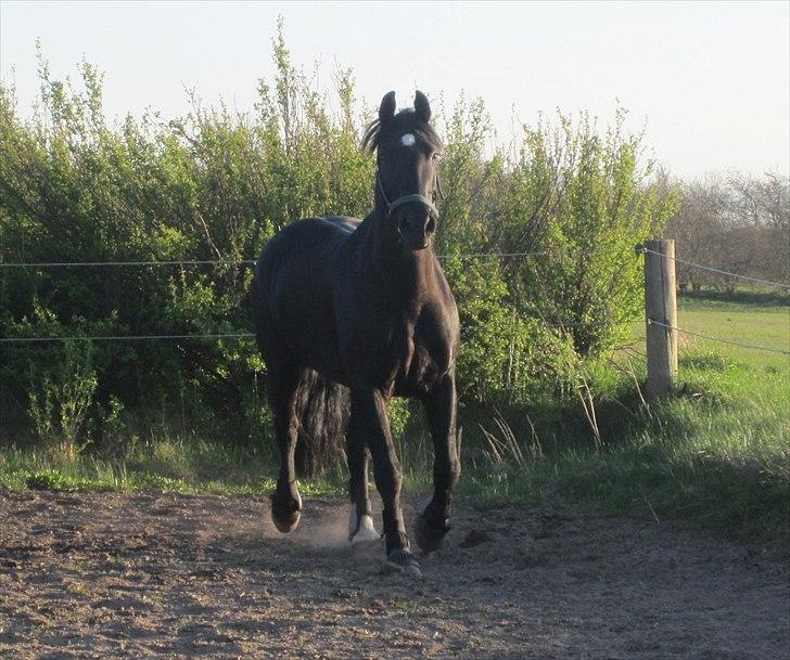 Anden særlig race Sampaio (aflivet) billede 1