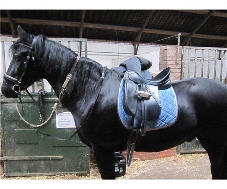 Anden særlig race Sampaio (aflivet) billede 2