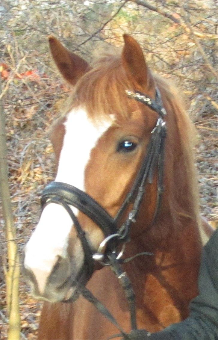 DSP Fie Engholm. - love on you!  billede 4