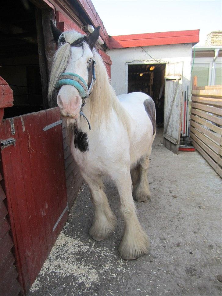 Tinker Disney - min bedste ven [Solgt] billede 6