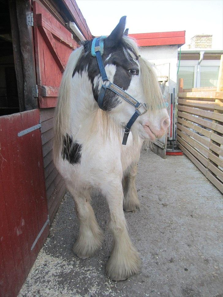 Tinker Disney - min bedste ven [Solgt] billede 7