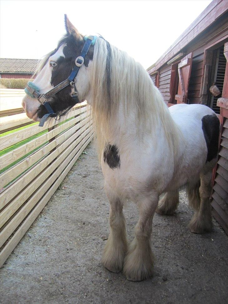 Tinker Disney - min bedste ven [Solgt] - se lige hans smukke blå øje :D  billede 8