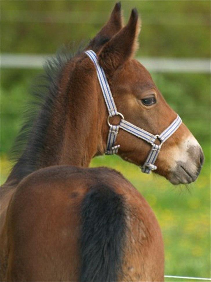 Oldenborg Shogun af Bækkeskov - bemærk rumpe pletterne.. love it <3
 billede 20