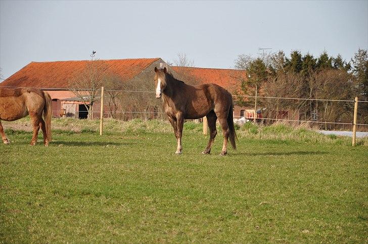 New Forest Viktoria - På folden Sommeren 2011 billede 7