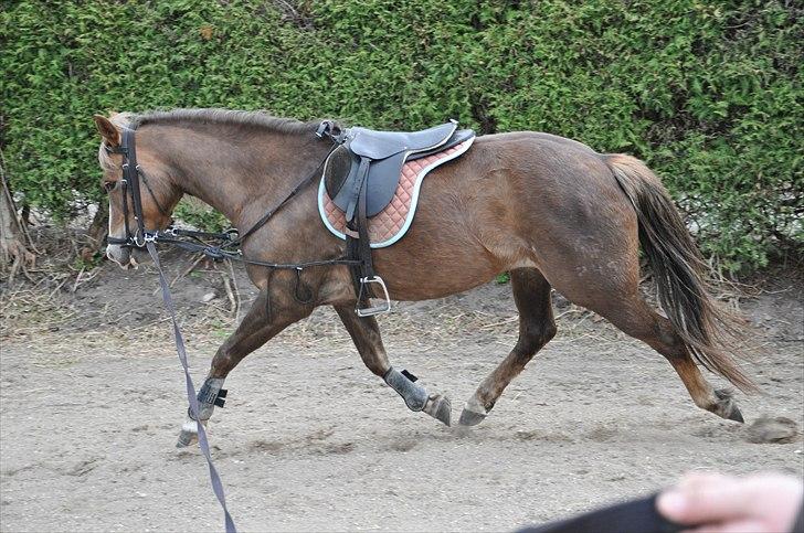 New Forest Viktoria - Tilridning.  billede 9