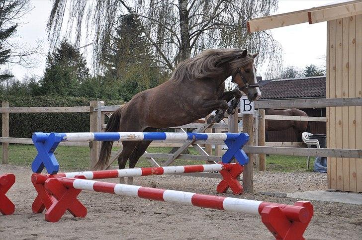 New Forest Viktoria - Træning i løsspringning. billede 8