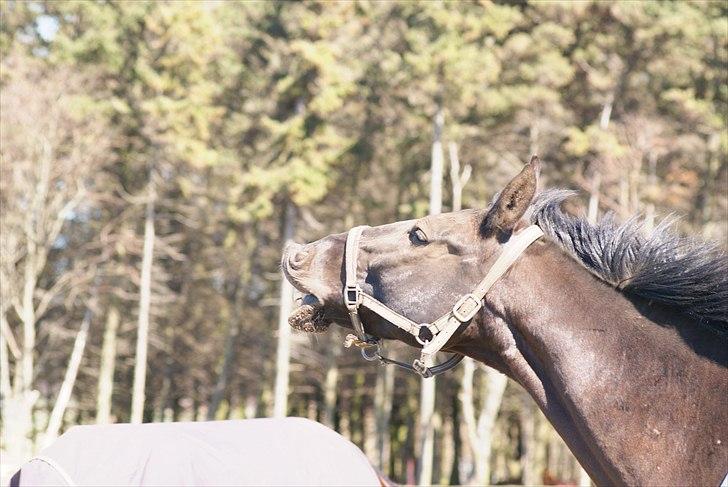 Oldenborg Noir  |Sorte| - Uhh. Sorte dufter til den friske sommer duft. ;) Foto: Sara A (miqq) billede 19