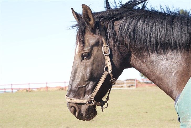 Oldenborg Noir  |Sorte| - smukke drengen! billede 20