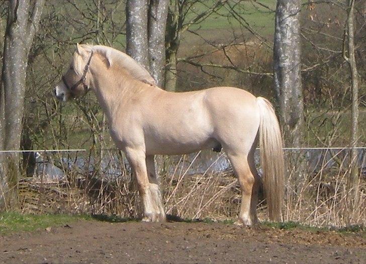 Fjordhest Landevejens Pil - Hvad sker der billede 3