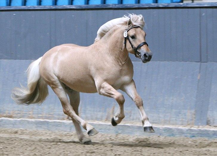 Fjordhest Landevejens Pil - Løsvisning til hingstekåringen billede 5