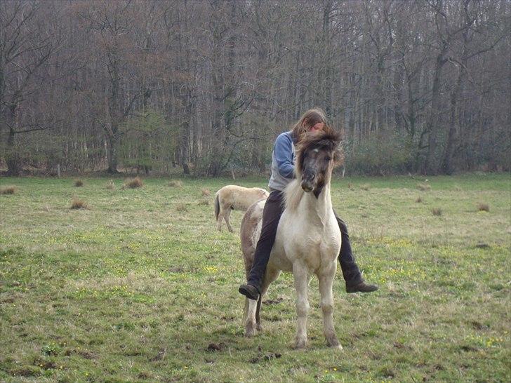 Islænder Ganti fra Enggården - Min Dejlige dreng, han er bare min soulmate, Han er en værre hyggetrold og nyder at blive nusset som i kan se.. 200 % gensidig tillid :) billede 5