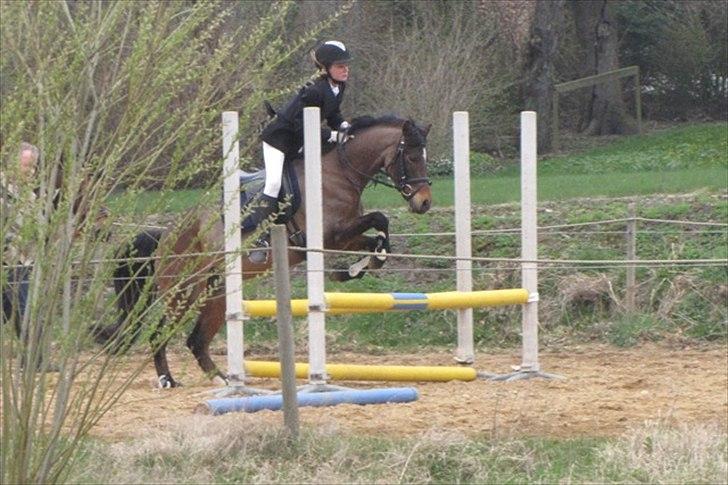 Anden særlig race Dyrkærgårds Atlantis - Spring på opvarmningen d. 16 April 2011 Sevel Rideklub. Foto Mor billede 19