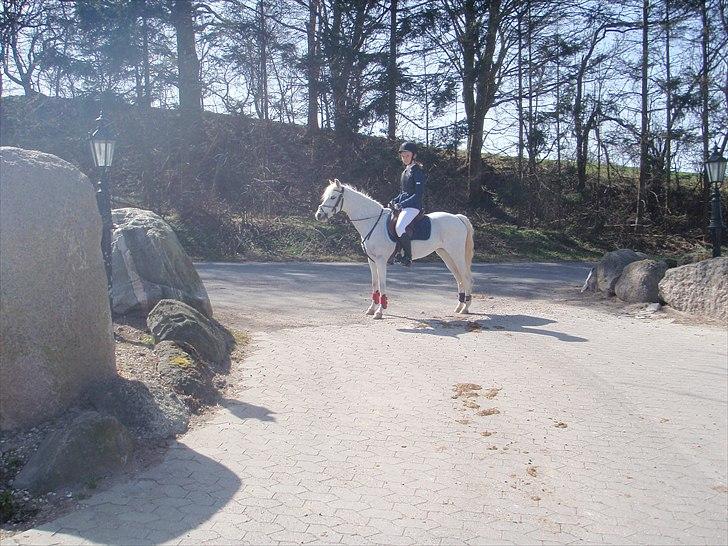 Welsh Pony (sec B) beauty - :) billede 17