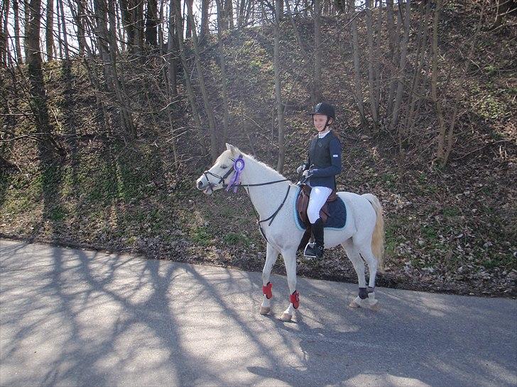Welsh Pony (sec B) beauty - beauty i epona billede 18