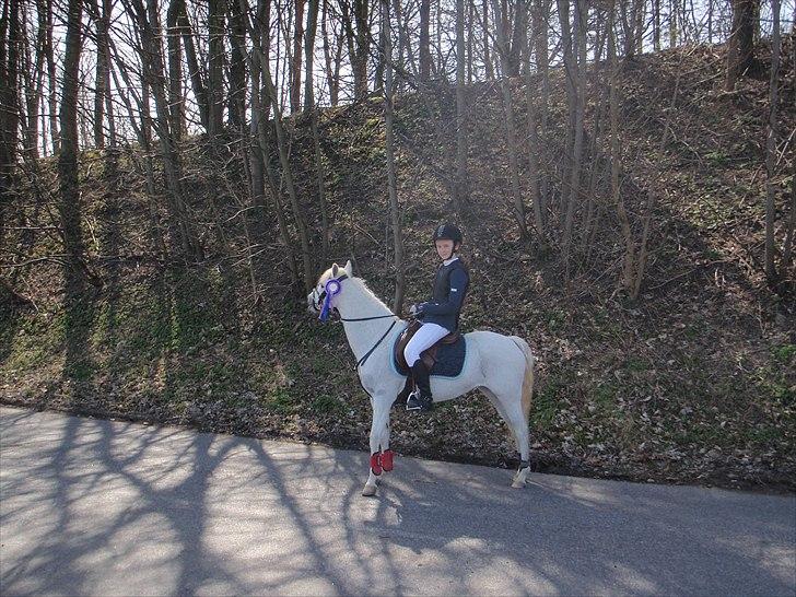 Welsh Pony (sec B) beauty - beauty i epona billede 19