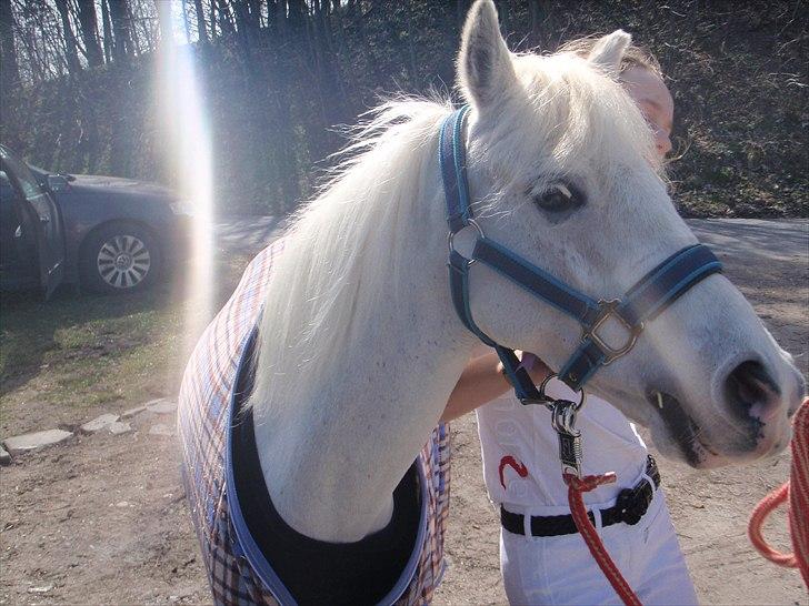 Welsh Pony (sec B) beauty - beauty i epona billede 20