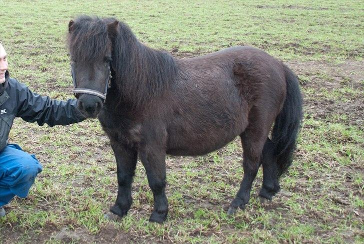 Shetlænder <3 <3 Werner <3 <3  - Sådan så uldtotten ud den dag vi købte ham.... ;D billede 2