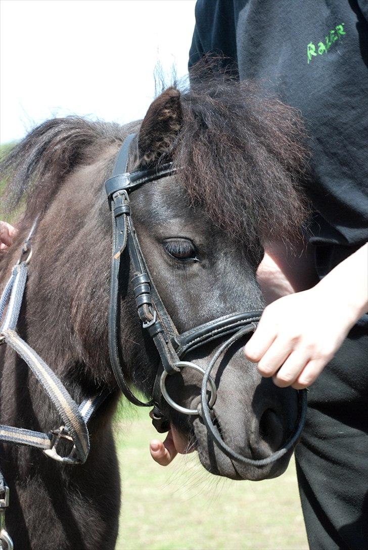 Shetlænder <3 <3 Werner <3 <3  - Lille får hovedtøj på... ;) billede 8