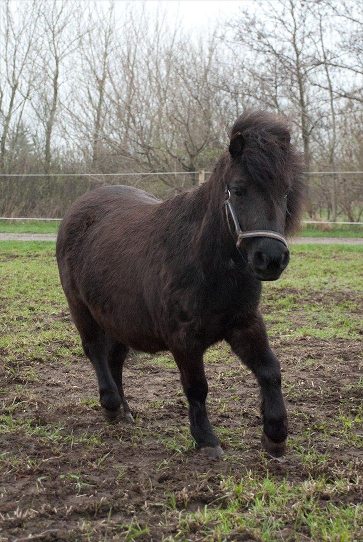 Shetlænder <3 <3 Werner <3 <3  - Pretty boy.... billede 9